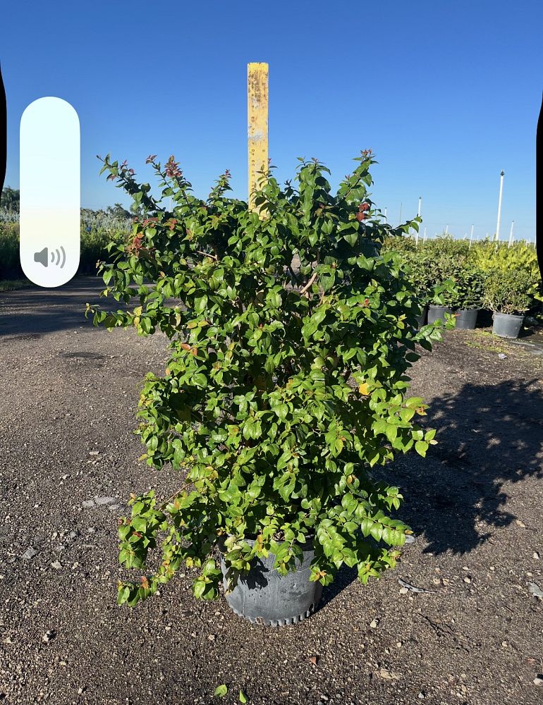 eugenia-uniflora-cherry-hedge-surinam-cherry