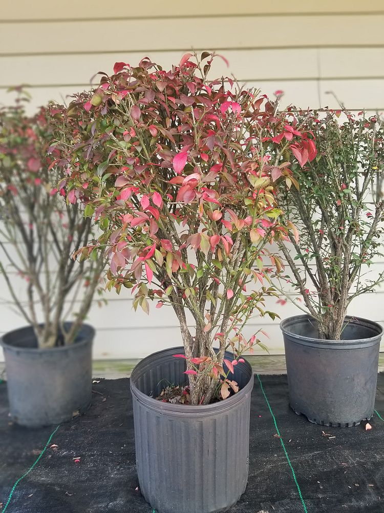 euonymus-alatus-apterus-burning-bush-winged-euonymus