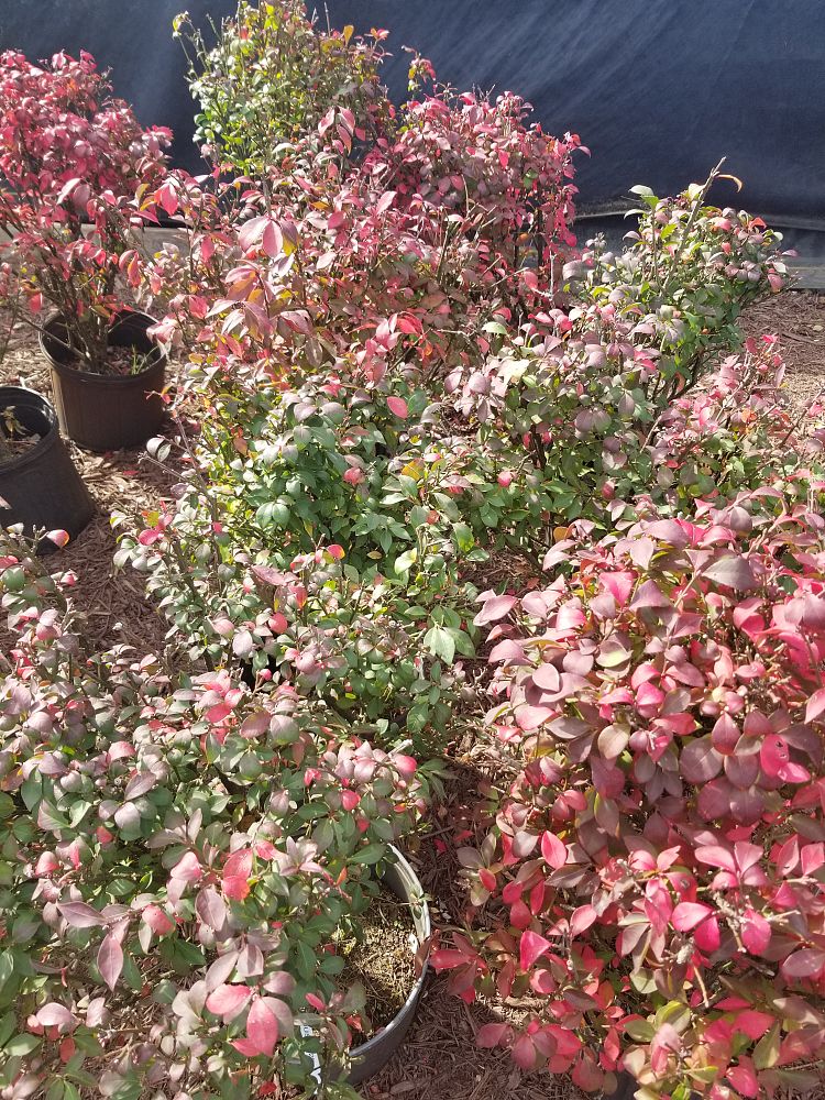 euonymus-alatus-apterus-burning-bush-winged-euonymus
