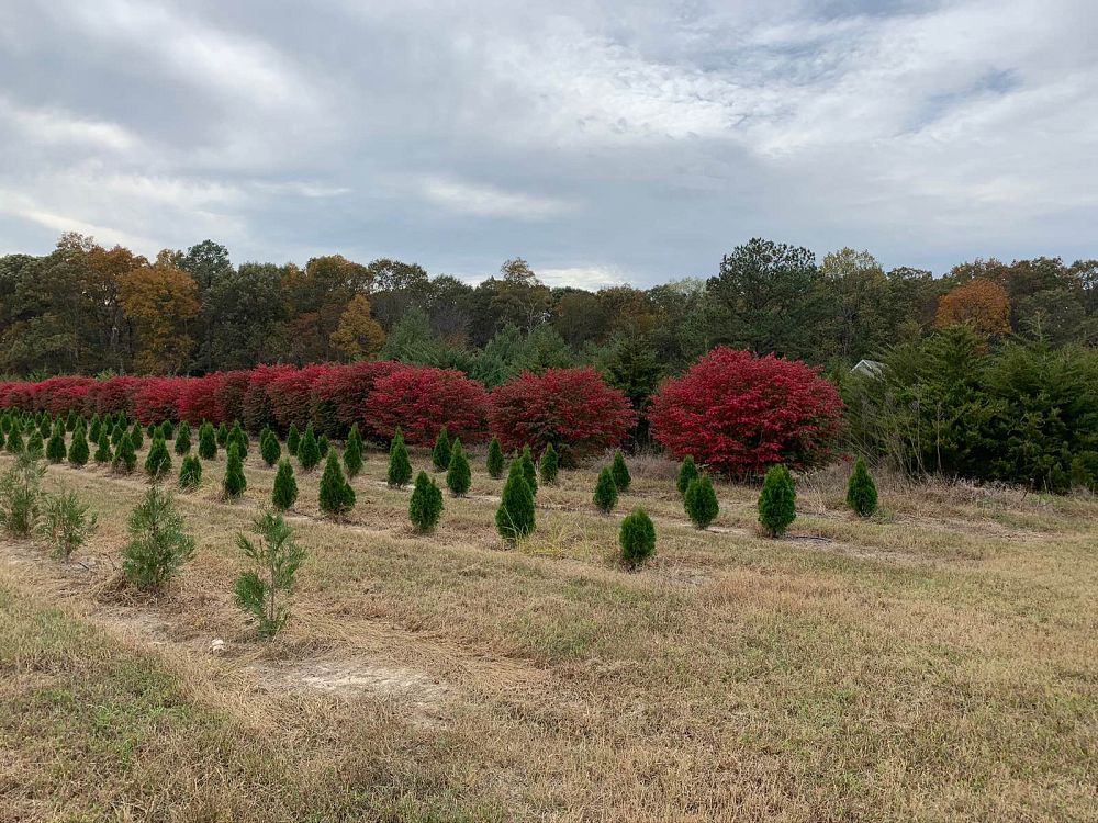euonymus-alatus-burning-bush-winged-euonymus