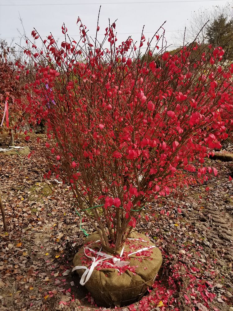 euonymus-alatus-burning-bush-winged-euonymus