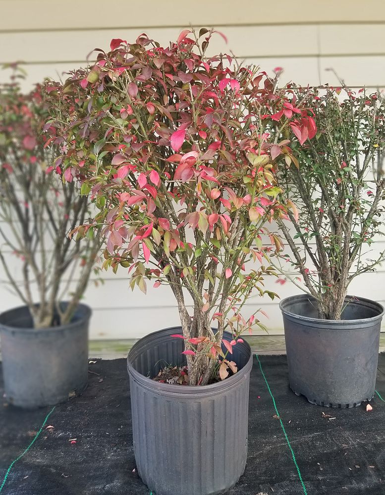 euonymus-alatus-burning-bush-winged-euonymus