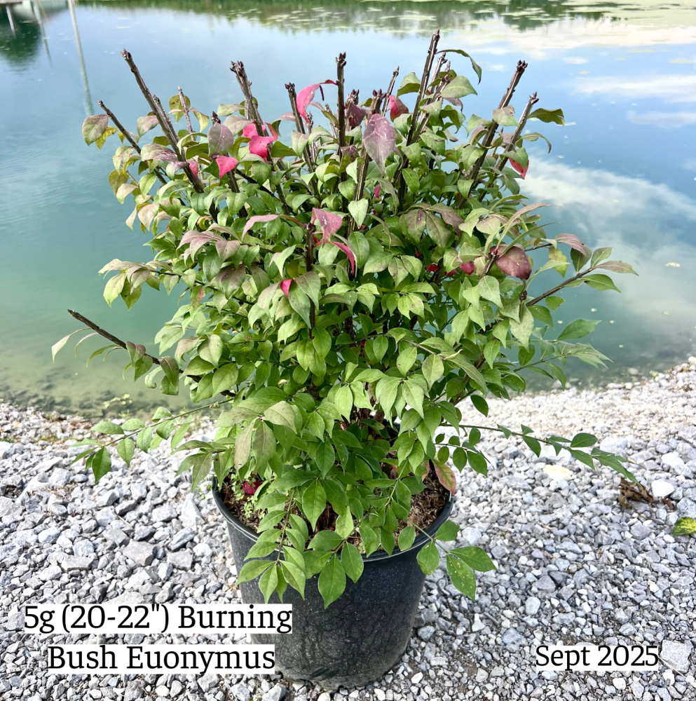 euonymus-alatus-burning-bush-winged-euonymus