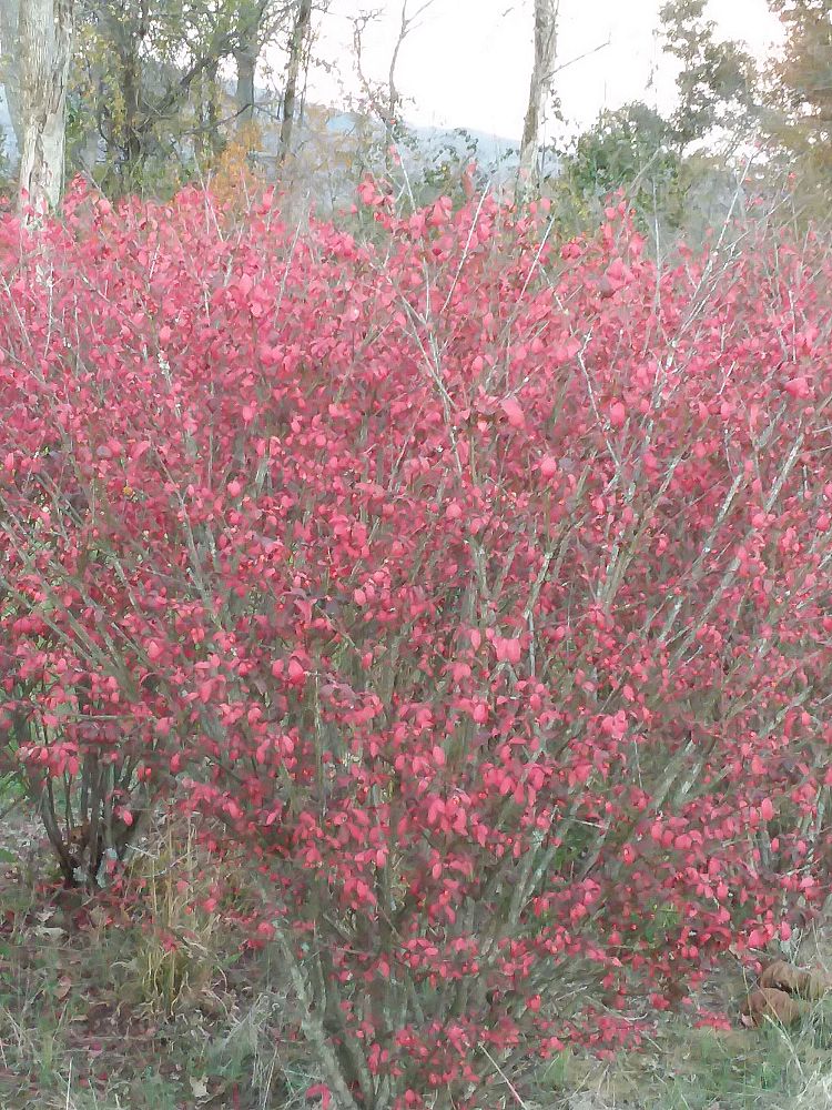 euonymus-alatus-chicago-fire-burning-bush-winged-euonymus