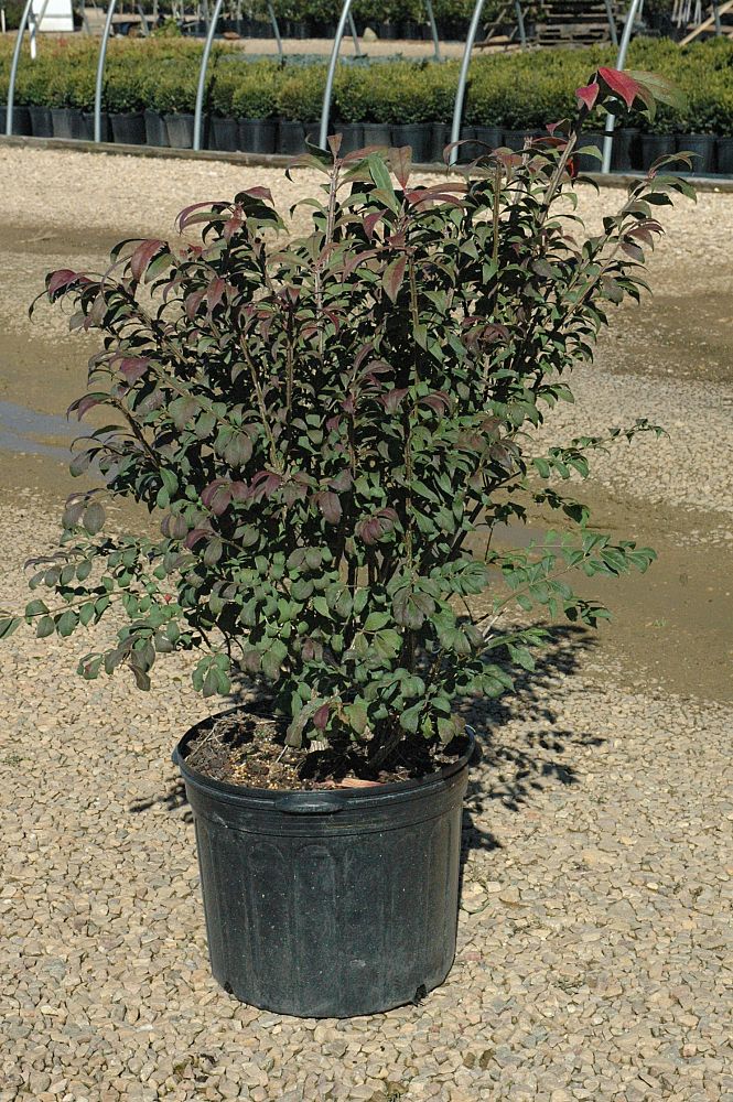 euonymus-alatus-compactus-burning-bush-dwarf-winged-euonymus