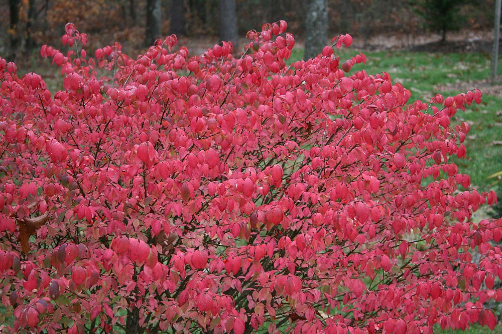 euonymus-alatus-compactus-burning-bush-dwarf-winged-euonymus