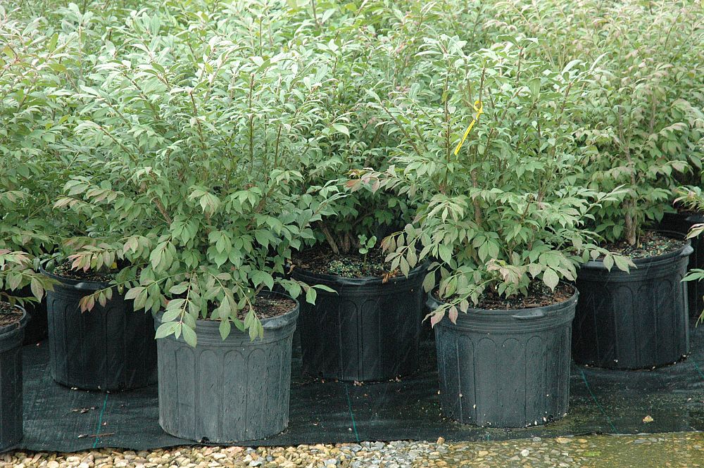 euonymus-alatus-compactus-burning-bush-dwarf-winged-euonymus