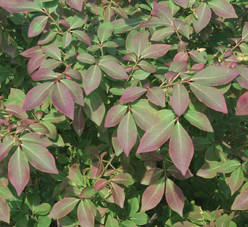euonymus-alatus-compactus-burning-bush-dwarf-winged-euonymus