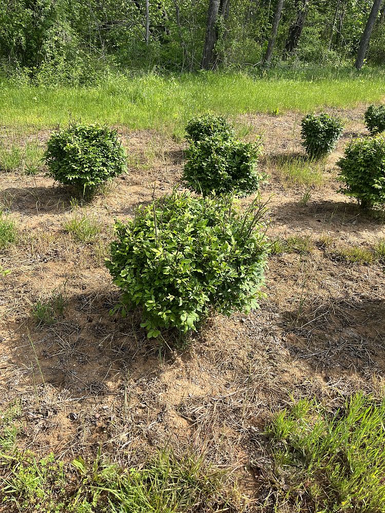 euonymus-alatus-compactus-burning-bush-dwarf-winged-euonymus