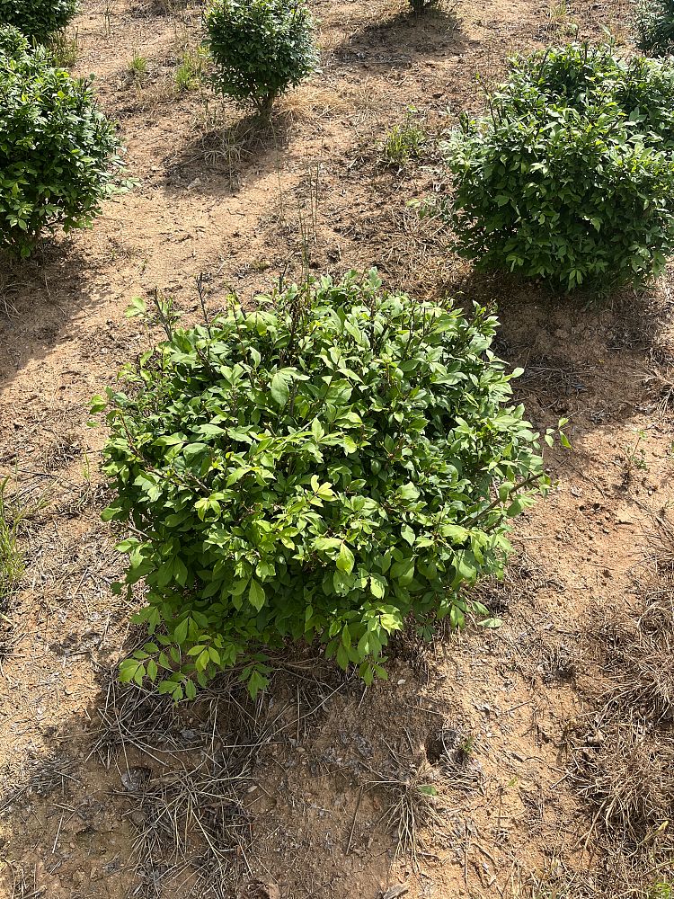 euonymus-alatus-compactus-burning-bush-dwarf-winged-euonymus