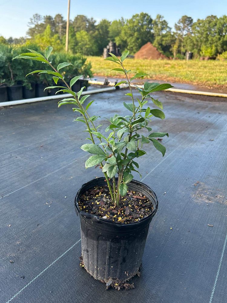 euonymus-alatus-compactus-burning-bush-dwarf-winged-euonymus