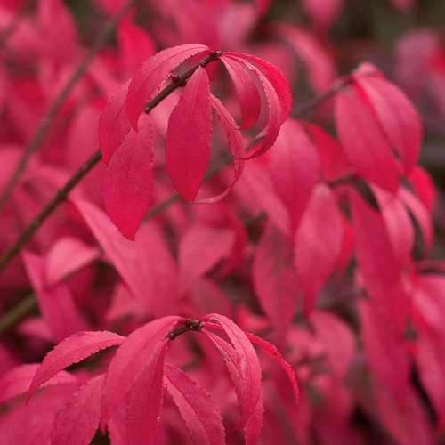 euonymus-alatus-hayman-unforgettable-fire-reg-burning-bush
