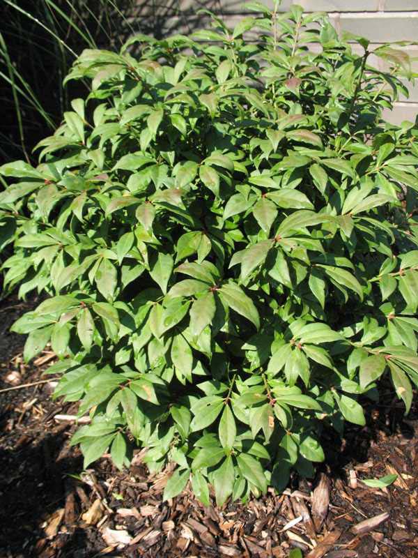 euonymus-alatus-odom-burning-bush-little-moses-winged-euonymus