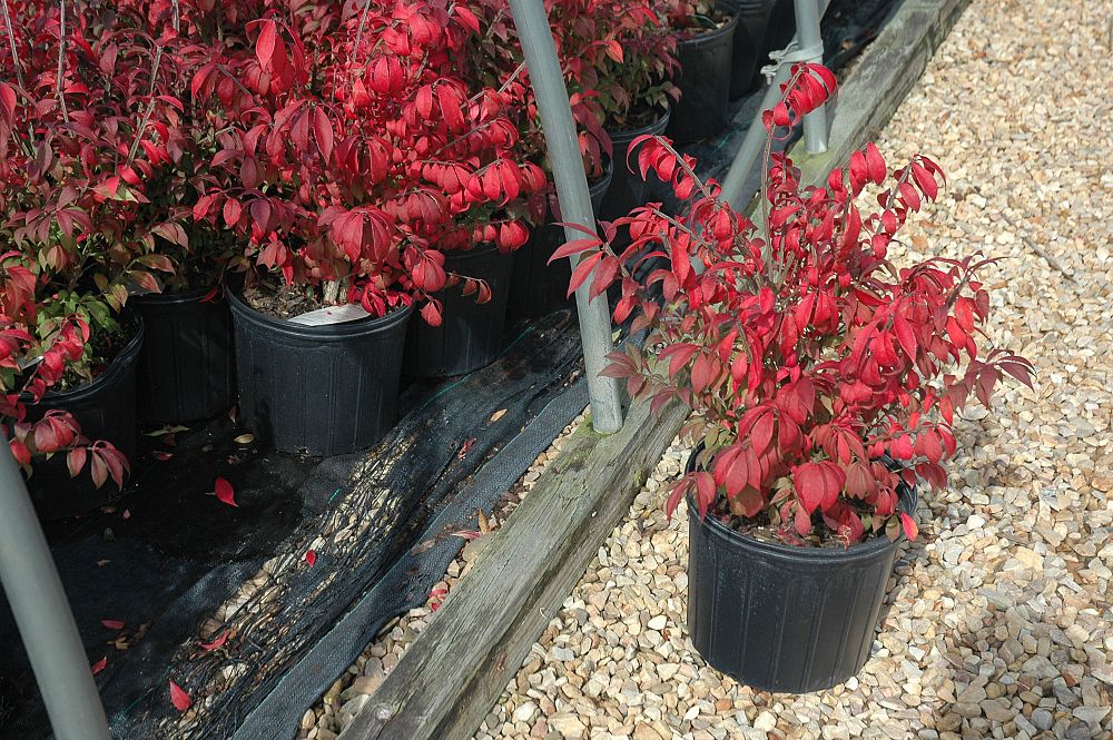 euonymus-alatus-select-fire-ball-reg-burning-bush