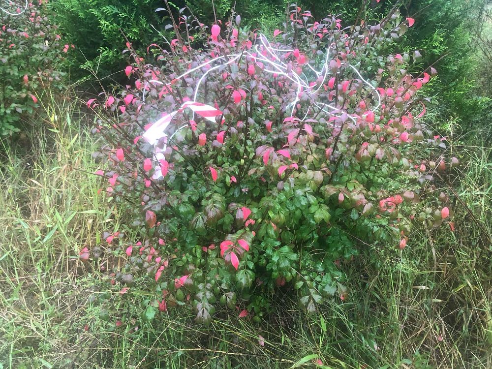 euonymus-atropurpurea-burning-bush