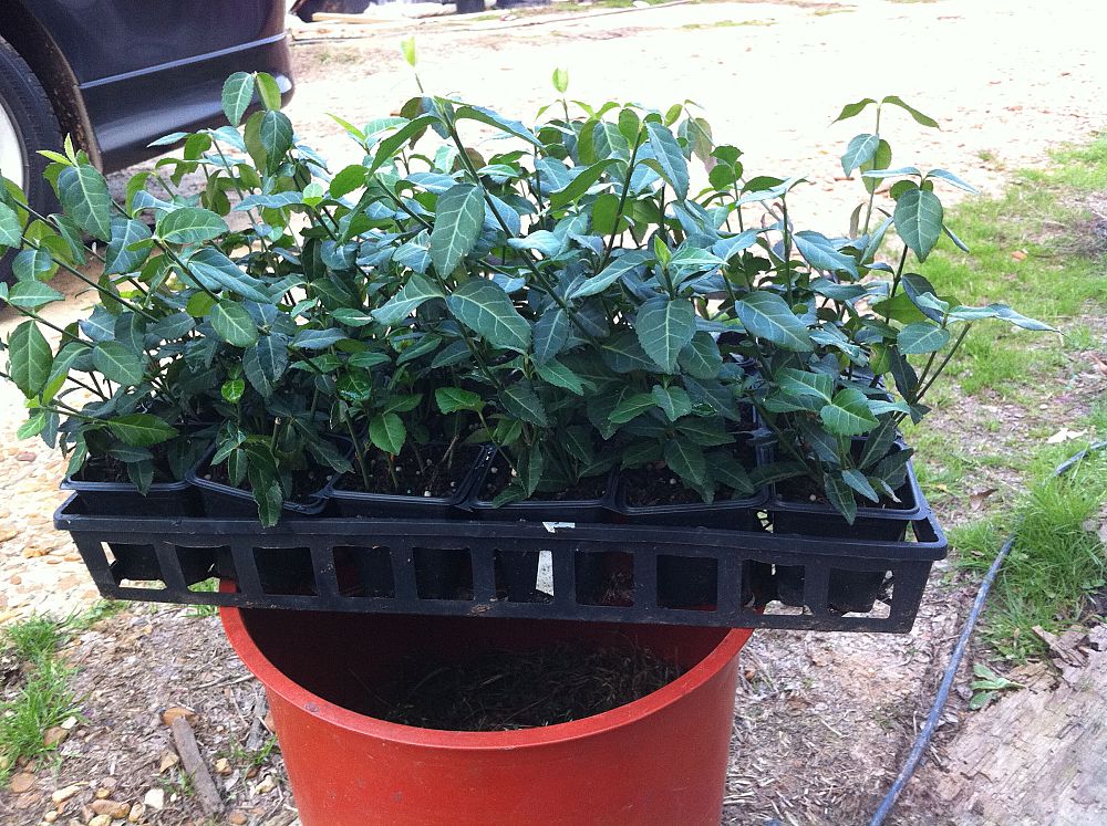 euonymus-fortunei-coloratus-purple-wintercreeper