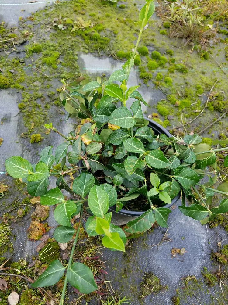 euonymus-fortunei-coloratus-purple-wintercreeper