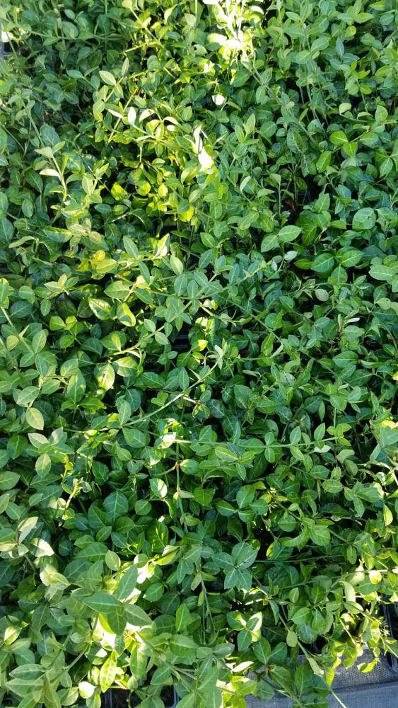 euonymus-fortunei-coloratus-purple-wintercreeper