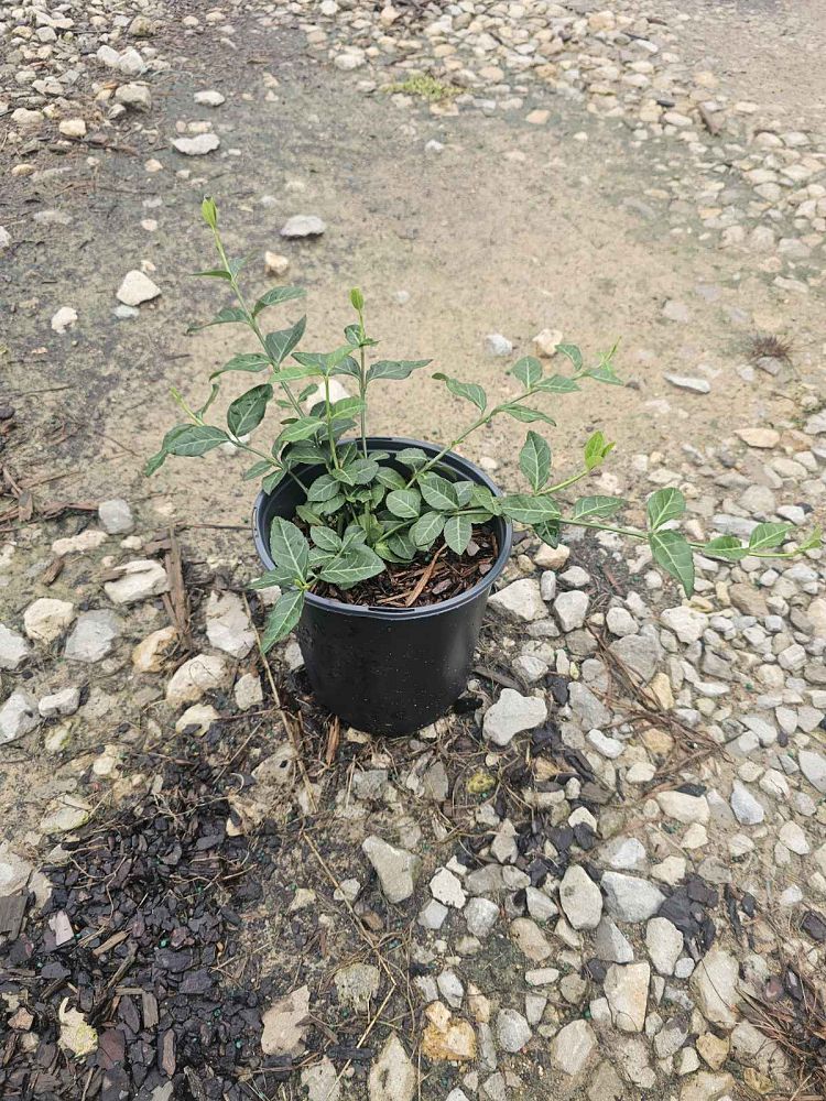 euonymus-fortunei-coloratus-purple-wintercreeper