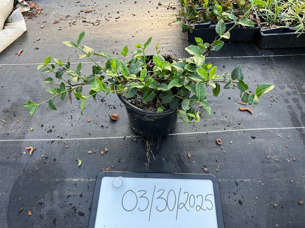 euonymus-fortunei-coloratus-purple-wintercreeper