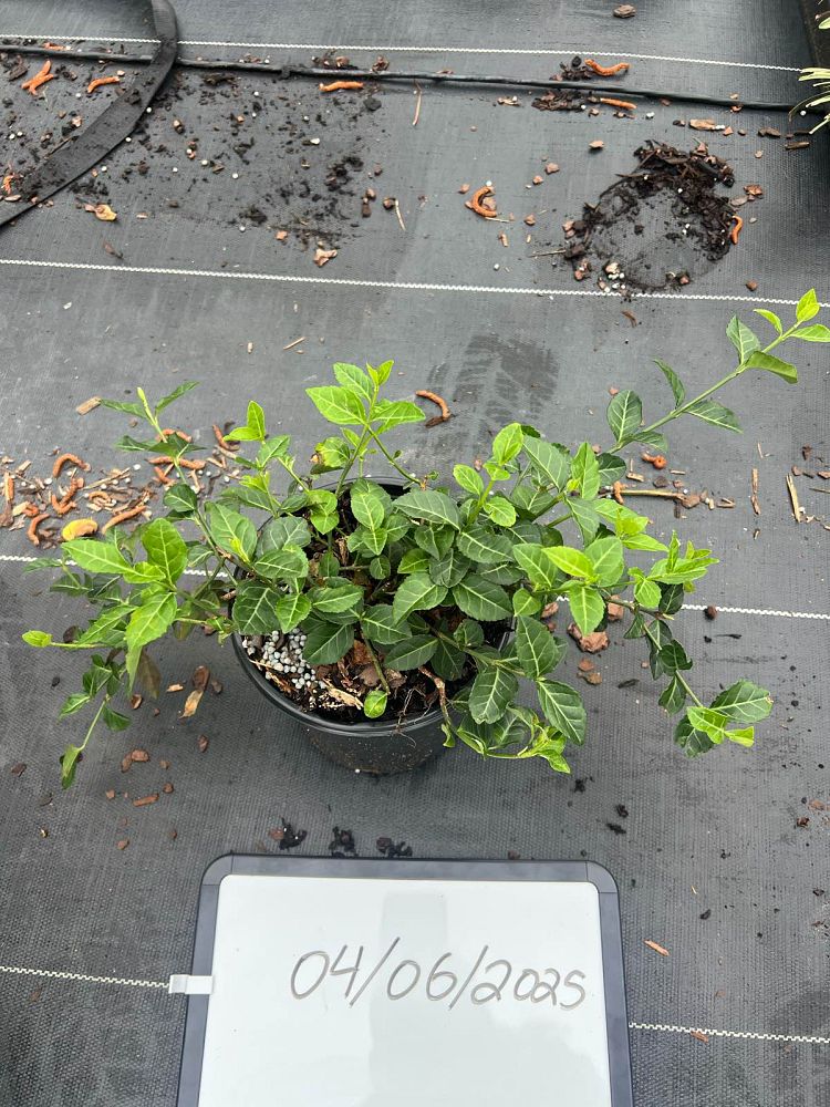 euonymus-fortunei-coloratus-purple-wintercreeper
