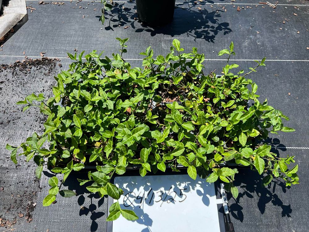 euonymus-fortunei-coloratus-purple-wintercreeper