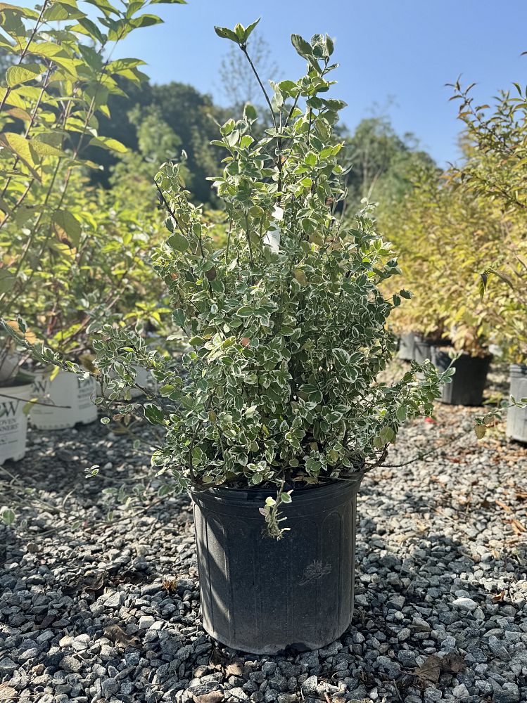 euonymus-fortunei-emerald-gaiety-wintercreeper