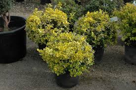 euonymus-fortunei-emerald-n-gold-wintercreeper