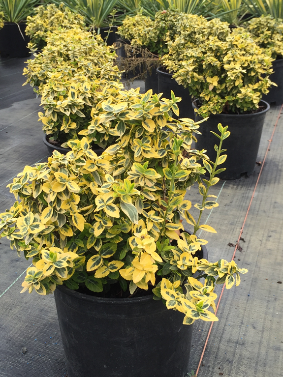 euonymus-fortunei-emerald-n-gold-wintercreeper