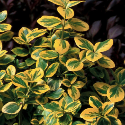 euonymus-fortunei-roemertwo-gold-splash-reg-wintercreeper