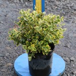 euonymus-fortunei-wintercreeper