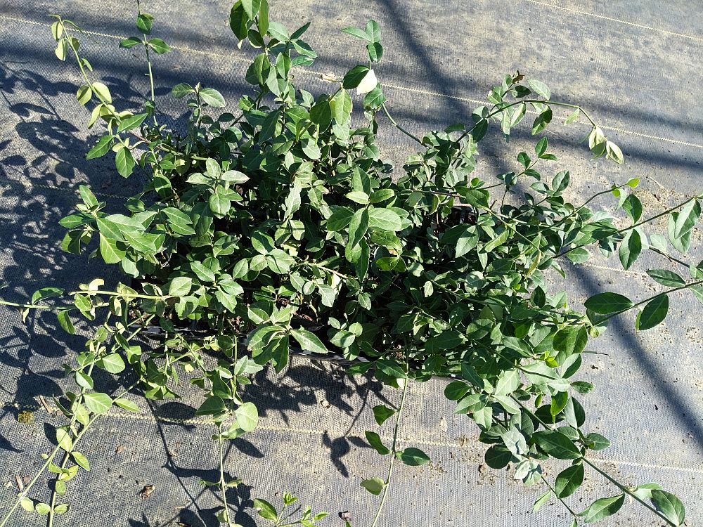 euonymus-fortunei-wintercreeper