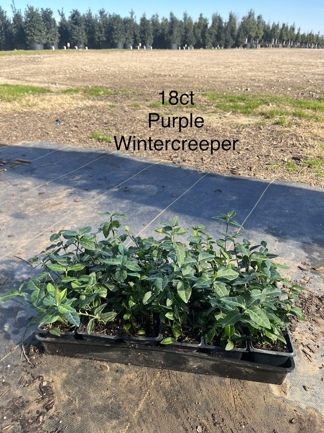 euonymus-fortunei-wintercreeper