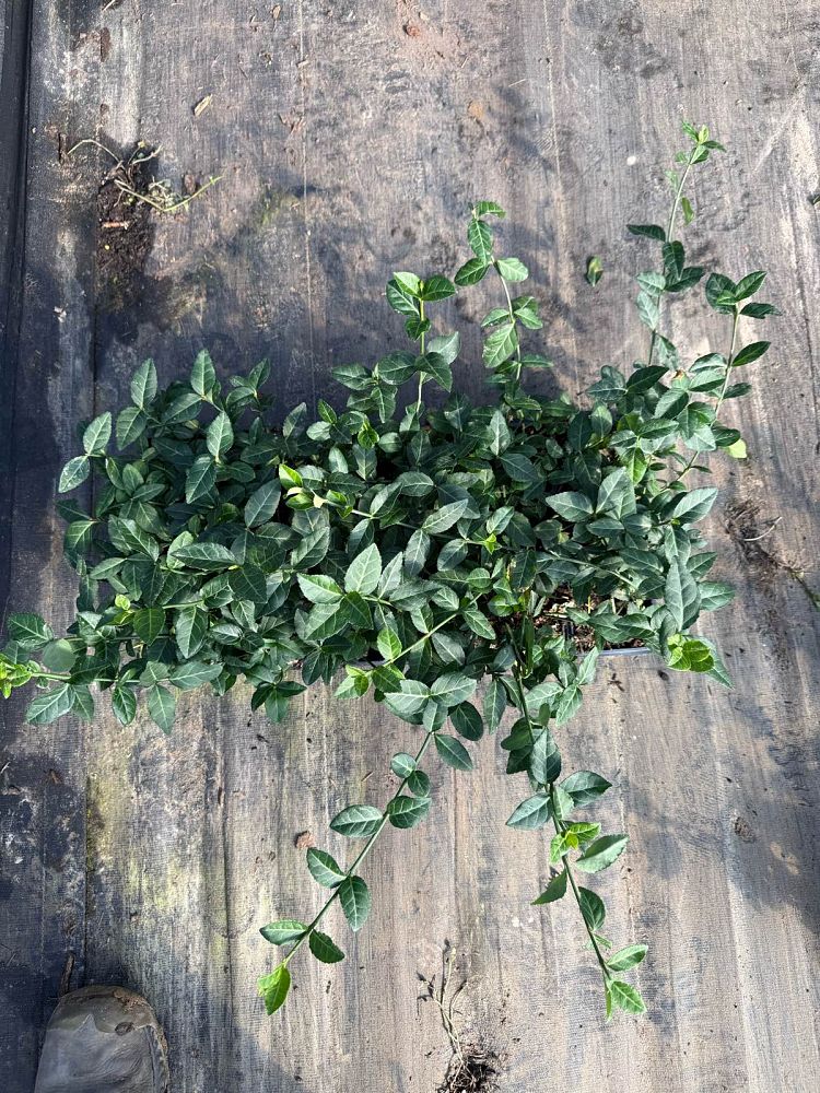 euonymus-fortunei-wintercreeper