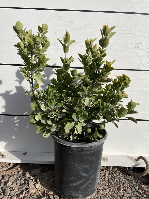 euonymus-japonica
