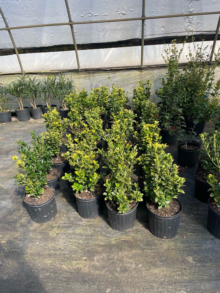 euonymus-japonicus-aurea-golden-japanese-spindle