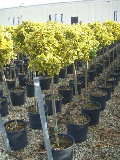 euonymus-japonicus-aureo-marginatus-japanese-spindle-golden-euonymus