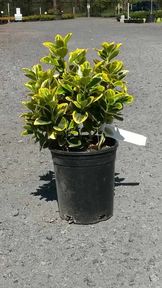 euonymus-japonicus-aureo-marginatus-japanese-spindle-golden-euonymus