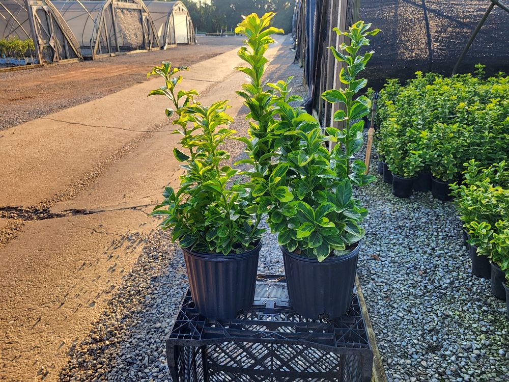 euonymus-japonicus-aureo-marginatus-japanese-spindle-golden-euonymus