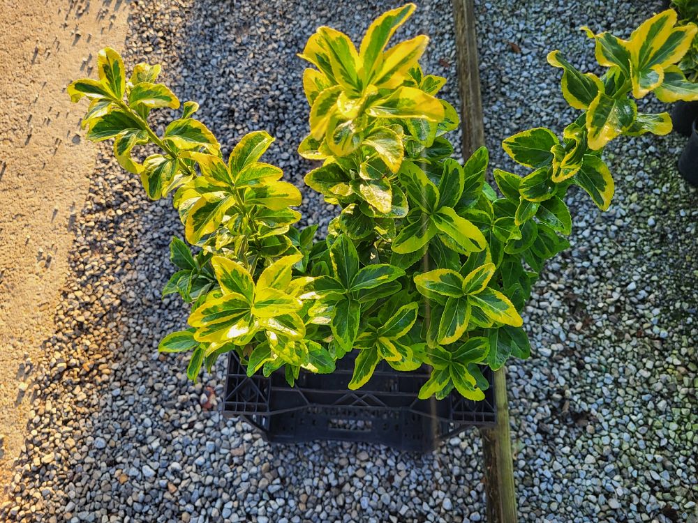 euonymus-japonicus-aureo-marginatus-japanese-spindle-golden-euonymus