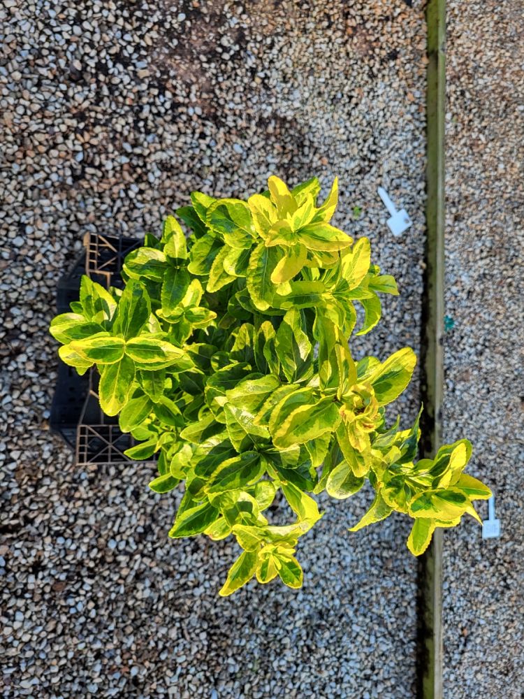euonymus-japonicus-aureo-marginatus-japanese-spindle-golden-euonymus