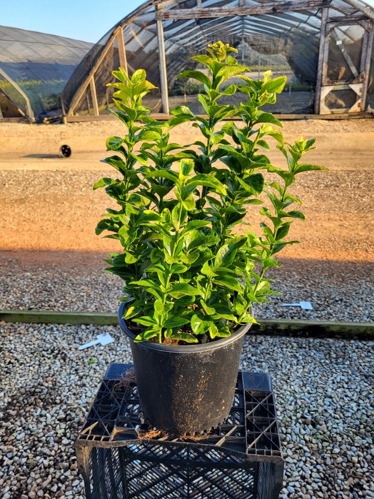 euonymus-japonicus-aureo-marginatus-japanese-spindle-golden-euonymus