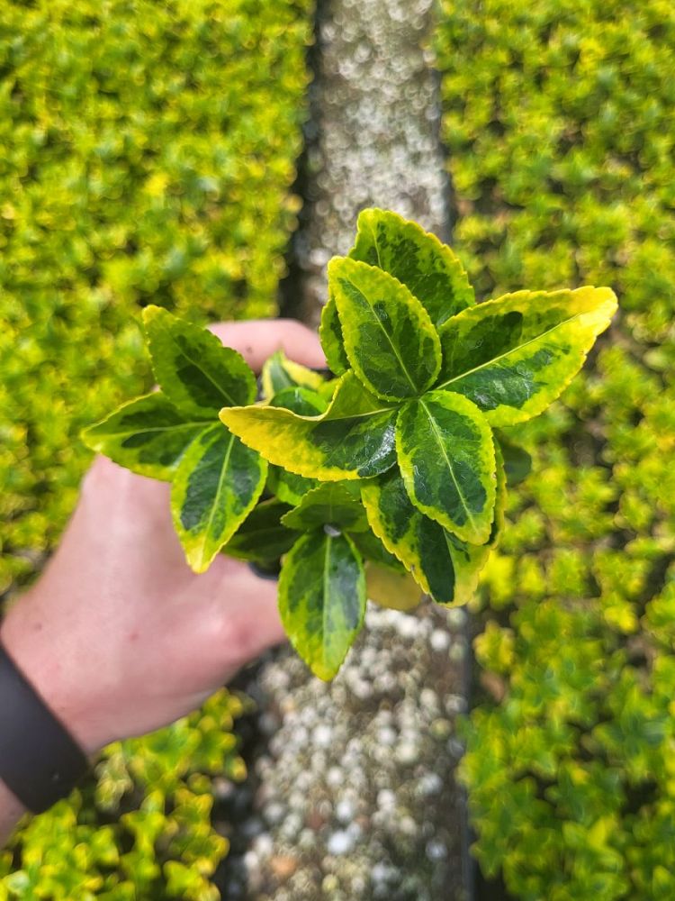 euonymus-japonicus-aureo-marginatus-japanese-spindle-golden-euonymus