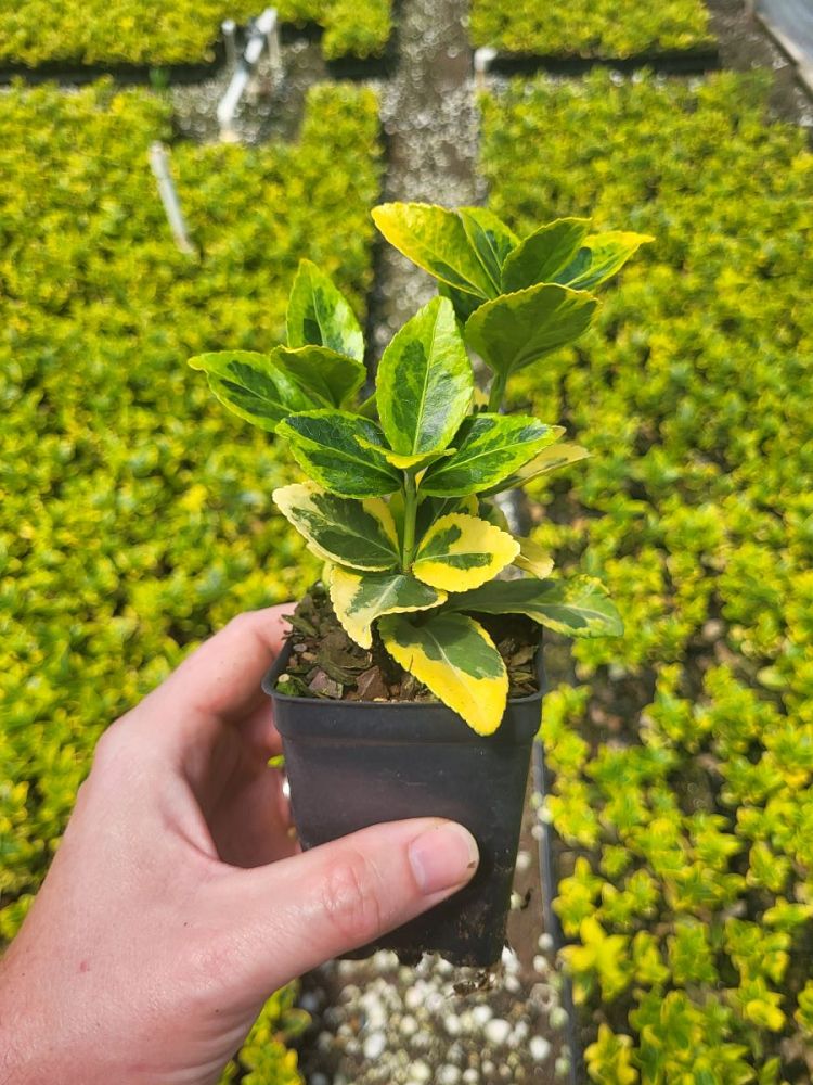 euonymus-japonicus-aureo-marginatus-japanese-spindle-golden-euonymus