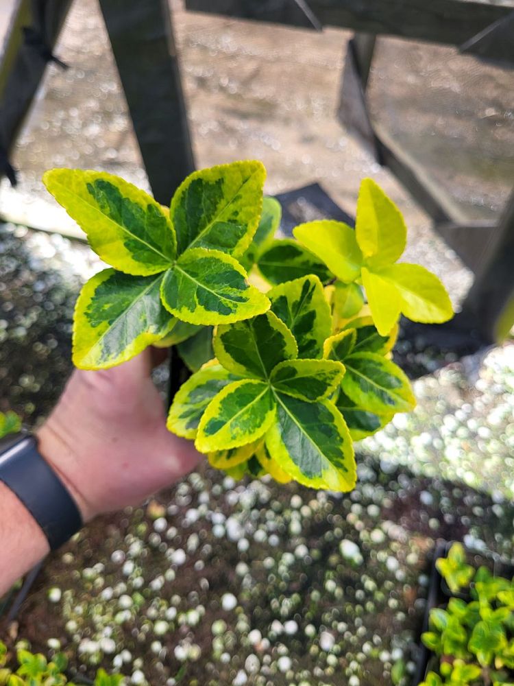euonymus-japonicus-aureo-marginatus-japanese-spindle-golden-euonymus