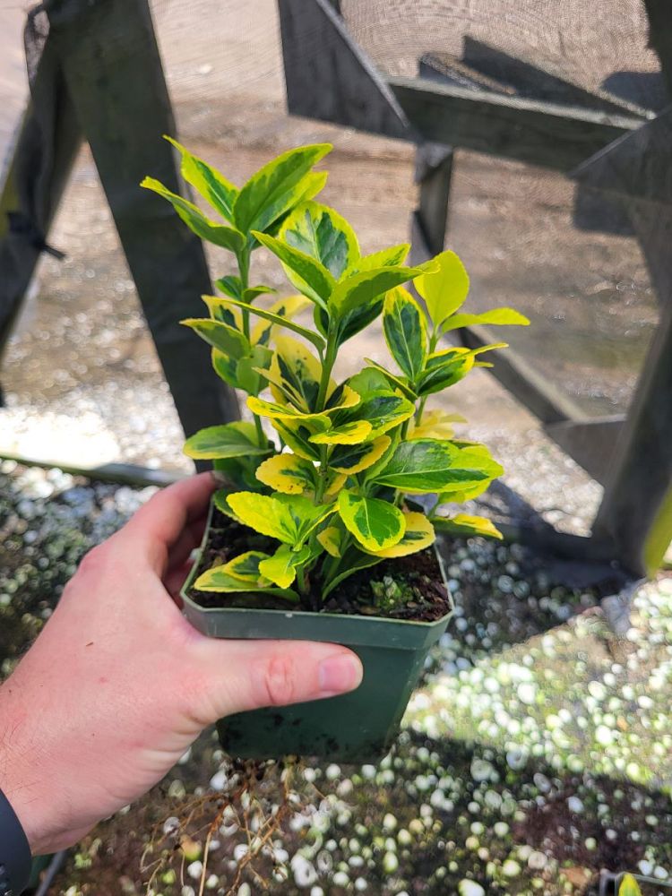 euonymus-japonicus-aureo-marginatus-japanese-spindle-golden-euonymus