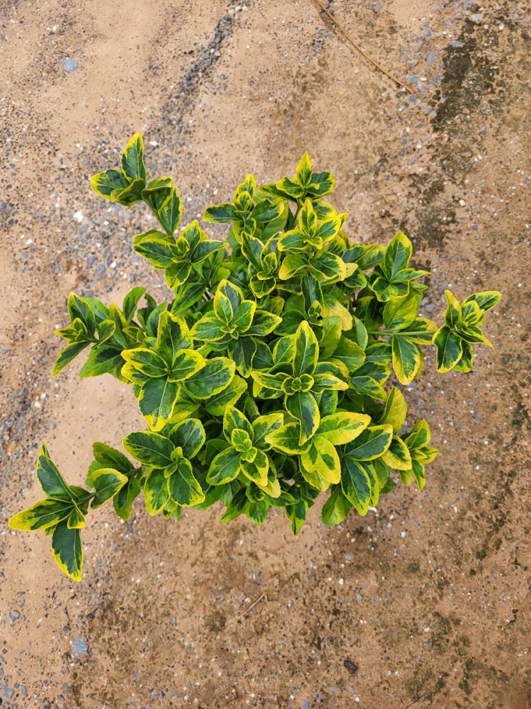euonymus-japonicus-aureo-marginatus-japanese-spindle-golden-euonymus