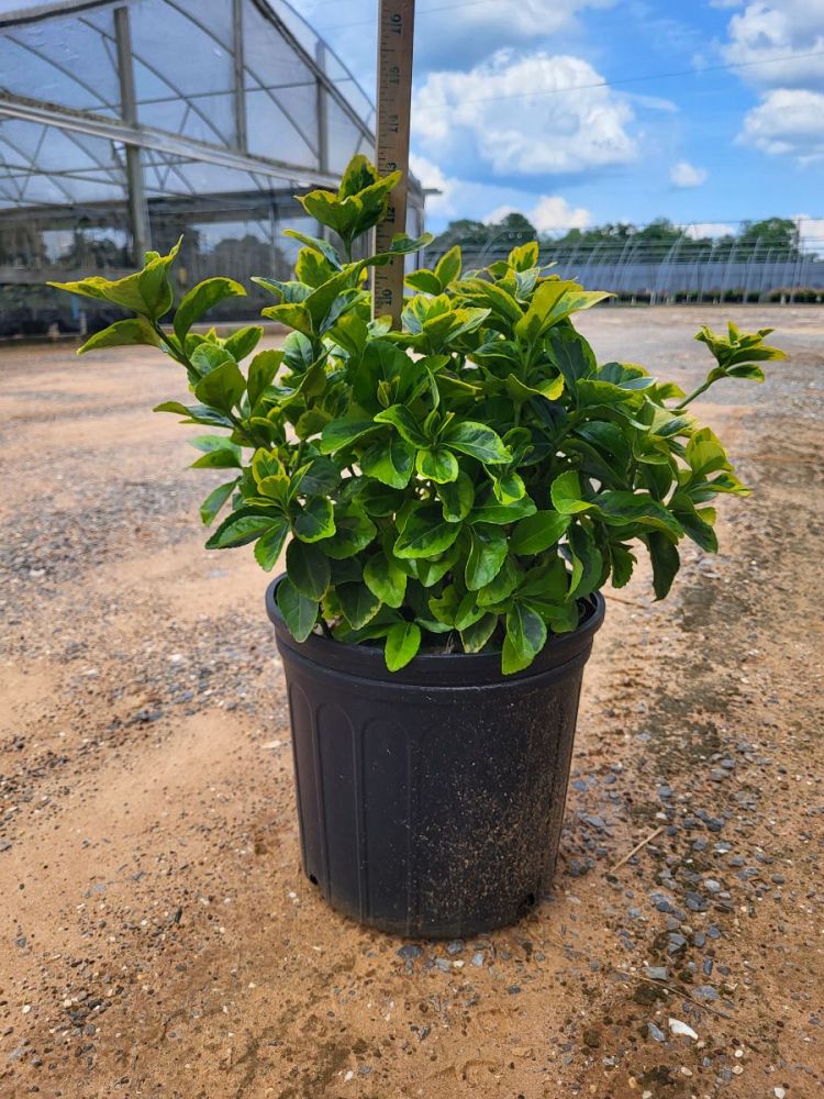 euonymus-japonicus-aureo-marginatus-japanese-spindle-golden-euonymus