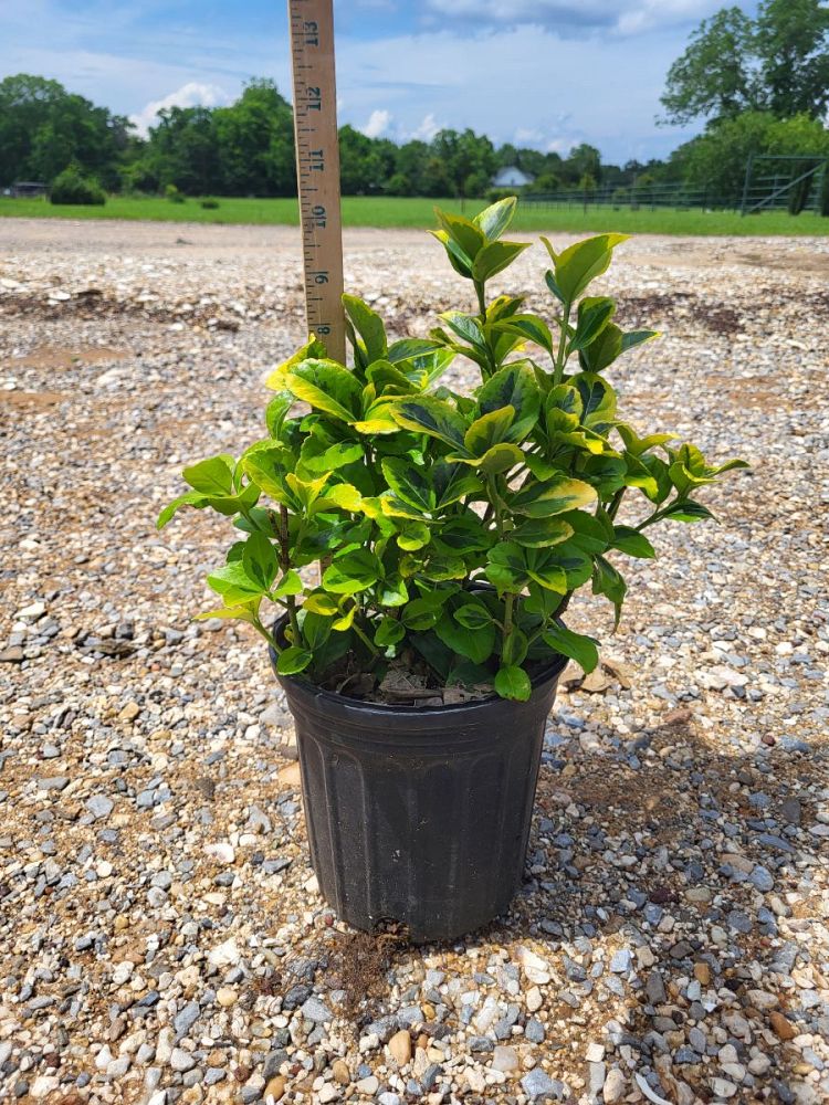 euonymus-japonicus-aureo-marginatus-japanese-spindle-golden-euonymus