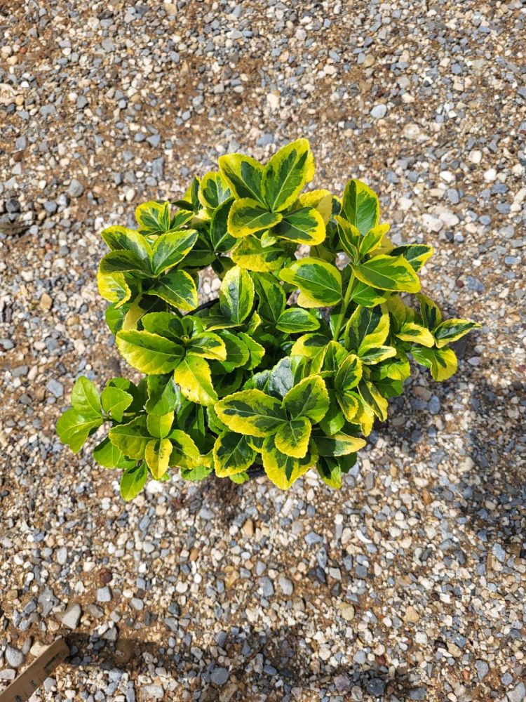 euonymus-japonicus-aureo-marginatus-japanese-spindle-golden-euonymus